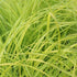 Carex elata Aurea - Golden Sedge