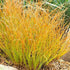 Carex testacea Prairie Fire