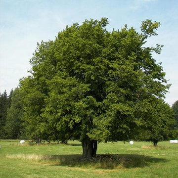 Carpinus betulus - Hornbeam – Future Forests