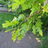 Carpinus betulus Quercifolia