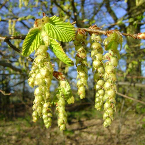 Carpinus betulus fastigiata