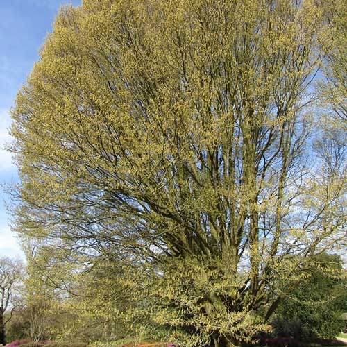 Carpinus betulus fastigiata