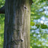Carpinus betulus - Hornbeam - Future Forests