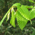 Carpinus betulus - Hornbeam - Future Forests