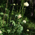 Cephalaria gigantea - Future Forests