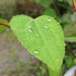 Cercidiphyllum japonicum - Future Forests