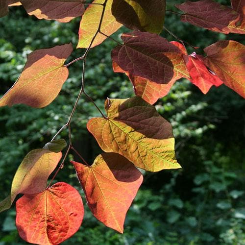 Cercis canadensis Forest Pansy - Future Forests