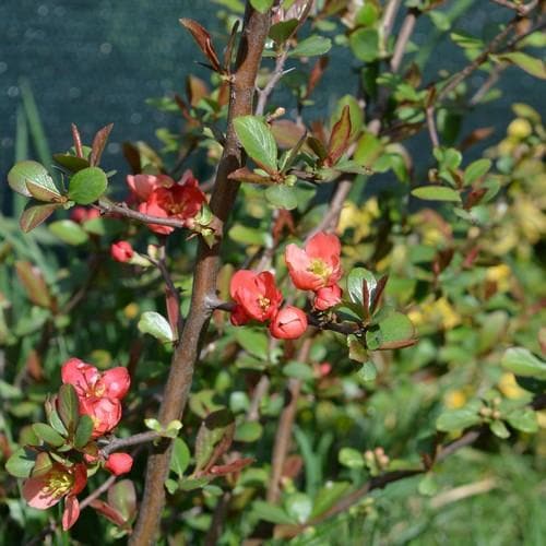 Chaenomeles japonica - Future Forests