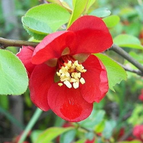 Chaenomeles japonica - Future Forests