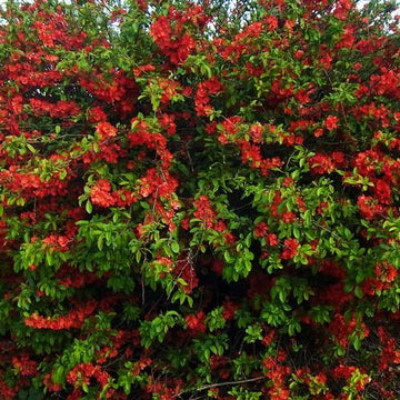 Chaenomeles japonica – Future Forests