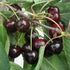 Cherry Early Rivers - Future Forests
