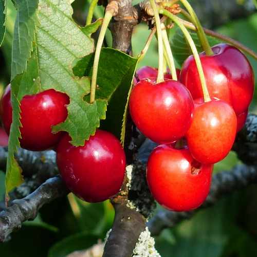 Cherry Morello - Future Forests