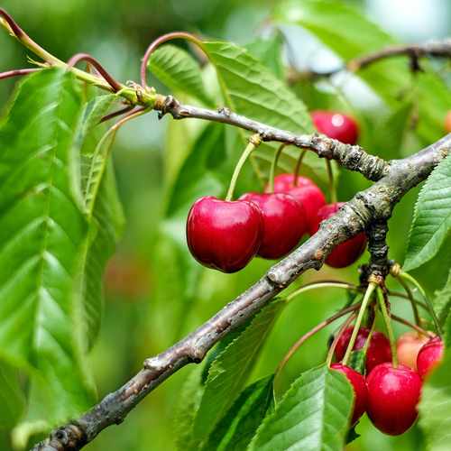 Cherry Stella - Future Forests