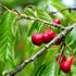 Cherry Stella - Future Forests