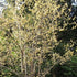 Chimonanthus praecox - Future Forests