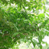 Chimonanthus praecox - Future Forests