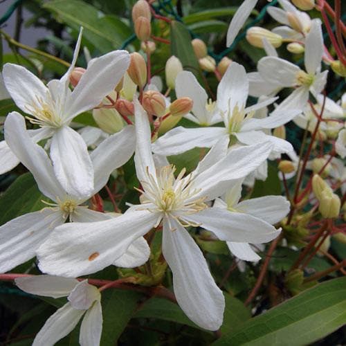 Clematis Armandii - Future Forests