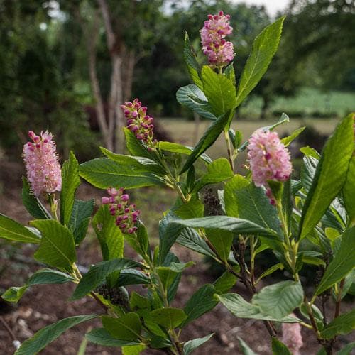 Clethra alnifolia Ruby Spice - Future Forests