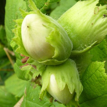 Cobnut - Corylus avellana Tonda di Giffoni – Future Forests