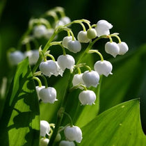 Convallaria majalis - Lily of The Valley – Future Forests