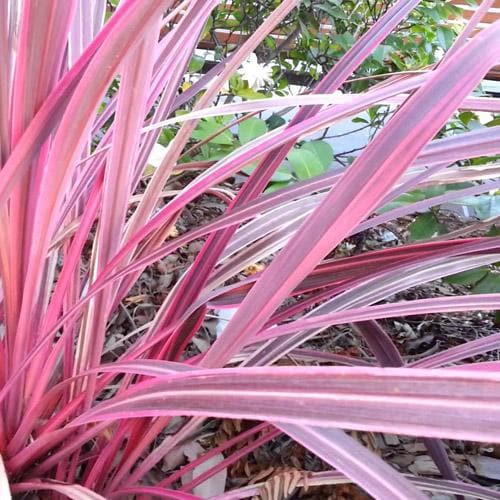 Cordyline australis Pink Passion