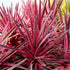 Cordyline australis Pink Passion