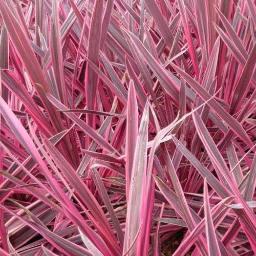 Cordyline australis Pink Passion