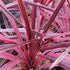 Cordyline australis Pink Passion