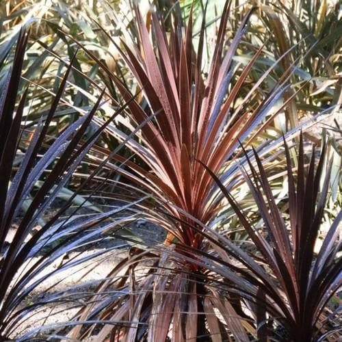 Cordyline Red Star - Future Forests