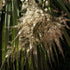 Cordyline australis - Future Forests