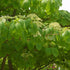 Cornus controversa - Wedding Cake Tree (Green Foliage)
