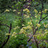 Cornus alternifolia Golden Shadows - Future Forests