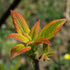 Cornus alternifolia Golden Shadows - Future Forests