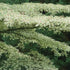 Cornus alternifolia Argentea - Future Forests