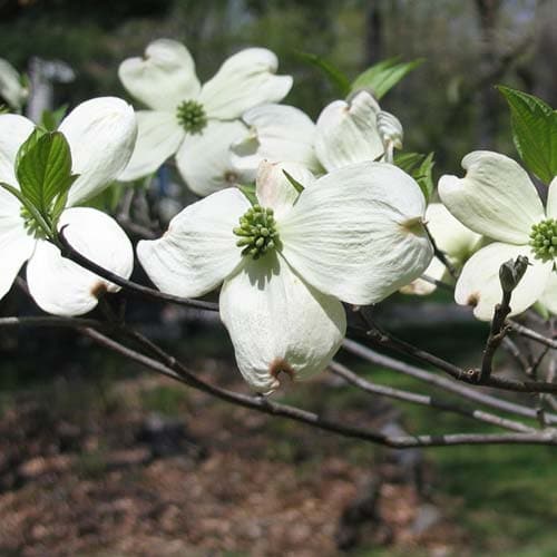 Cornus Florida Spring Cornus florida – Future Forests
