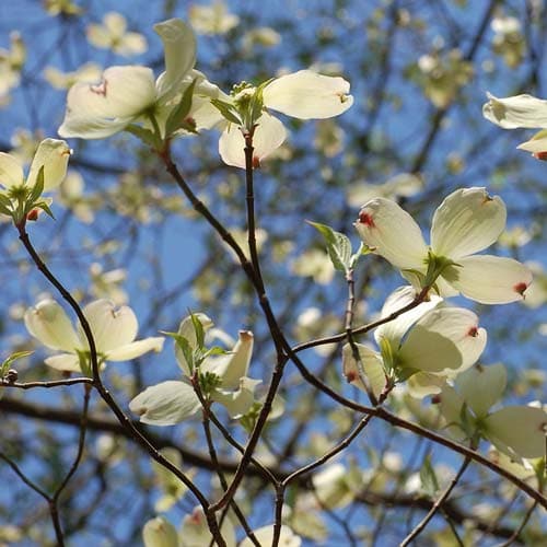 Cornus Florida Spring Cornus florida – Future Forests