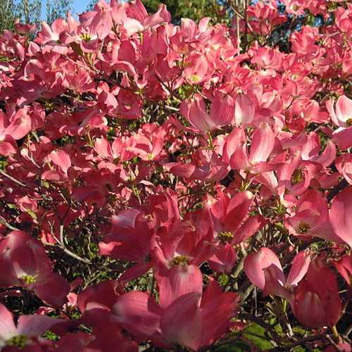 Cornus florida Rubra - Future Forests