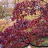 Cornus florida Rubra - Future Forests