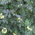 Coronilla valentina subsp. glauca Citrina