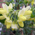 Coronilla valentina subsp. glauca Citrina