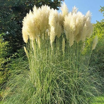 Cortaderia selloana – Future Forests