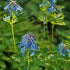 Corydalis elata - Blue Fumewort