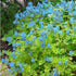 Corydalis elata - Blue Fumewort