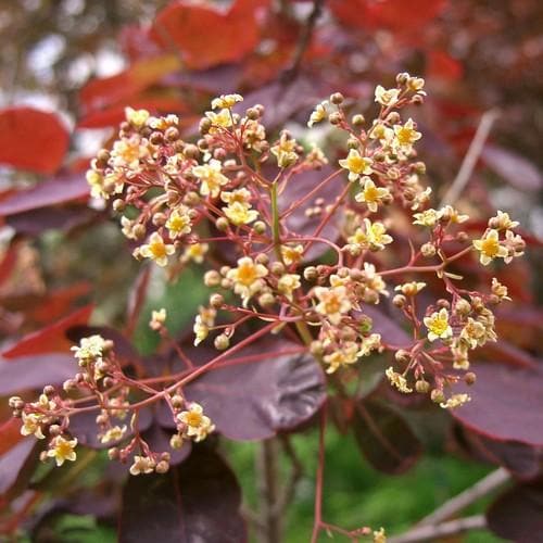 Cotinus Grace - Future Forests