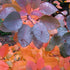 Cotinus Grace - Future Forests