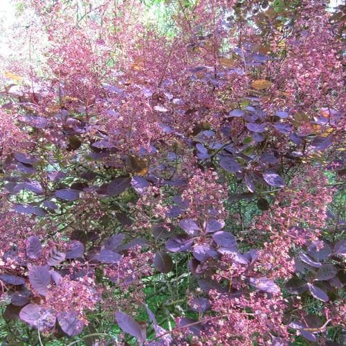 Cotinus coggygria Royal Purple - Future Forests