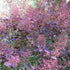 Cotinus coggygria Royal Purple - Future Forests