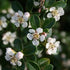 Cotoneaster dammeri - Future Forests
