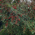 Cotoneaster frigidus Cornubia