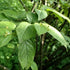 Cotoneaster bullatus - Future Forests